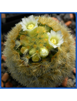 Mammillaria carmenae L 1223