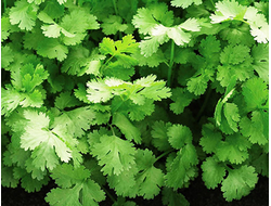 Кориандр (кинза) Санто