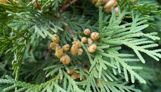 Туя западная, белый кедр (Thuja occidentalis), лапки (10 мл) - 100% натуральное эфирное масло