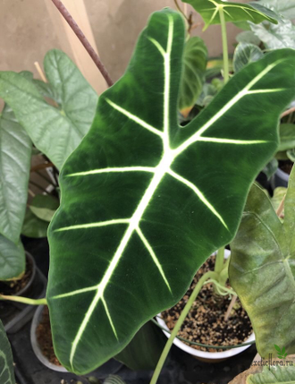 Alocasia Micholitziana 'Frydek' / Алоказия Мишольца Фрайдек