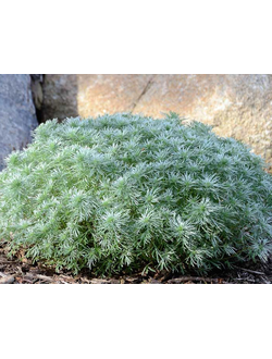 Полынь серебристая