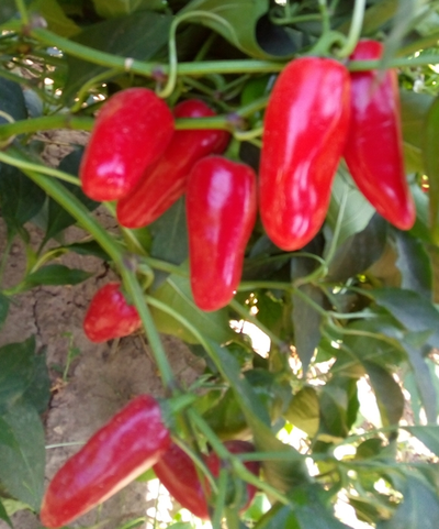 Перец острый Халапеньо ранний (Jalapeno Early)