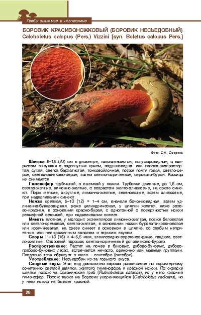 Грибы знакомые и незнакомые