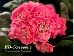 Сольвейг пеларгония