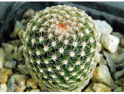 Mammillaria matudae (D=30mm)