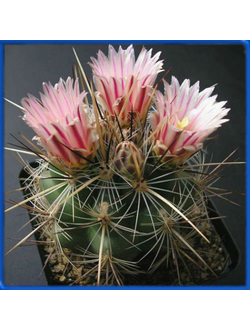 Thelocactus lausseri