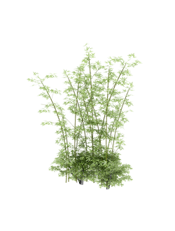 тропические Бамбук и кустарник