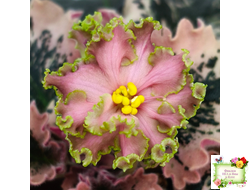 МТ-Пески Времени (М. Тотиева) 2022 г.