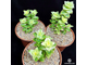 Crassula perforata Variegata - Крассула перфорированная пестрая, Толстянка пронзенная, толстянка продырявленная