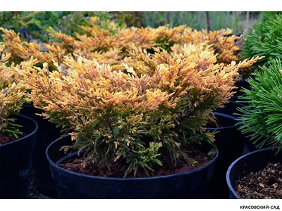 Можжевельник горизонтальный Лайм Глоу