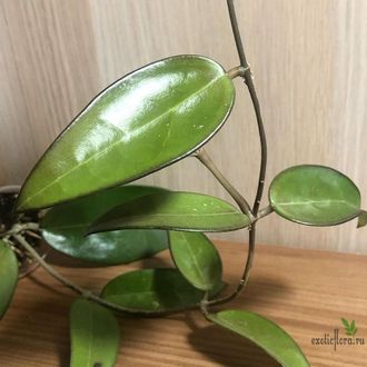 Hoya sp. aff acuta (epc-540)