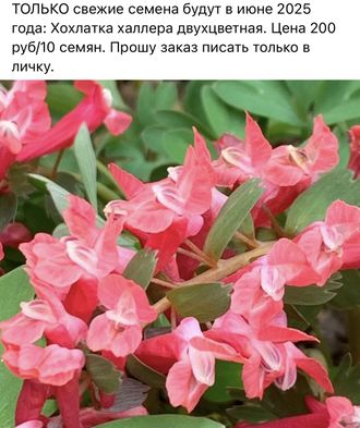Хохлатка халлера яркая красная