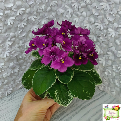 ЛЕ-Адреналин (Е. Лебецкая) 2020 г.