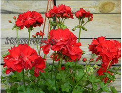 Пеларгония PAC Kate