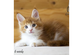 Волгоградский питомник Мейн кунов GangsterCat. Сайт: www.gangstercat.ru Тел: +7 (917) 335-09-66 (WhatsApp, Viber, Telegram), Татьяна.