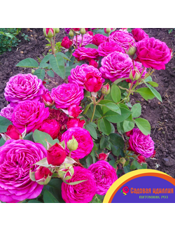 Хайди Клум (Heidi Klum)