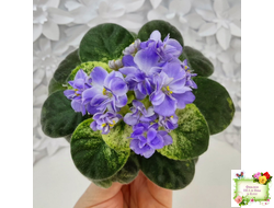 Rob's Wascally Wabbit (R. Robinson) (лист укоренённый)