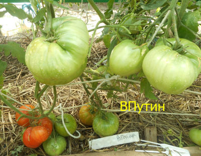 Томат Вова Путин
