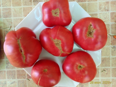 Томат Новое поколение Бурчема (Burcham's New Generation) США