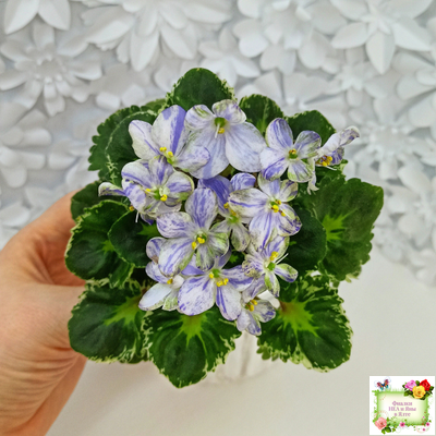 ЛЕ-Лунный Жемчуг (Е. Лебецкая) 2020 г. (пестролистный гёрл)