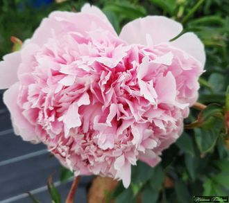 Paeonia Albert Crousse