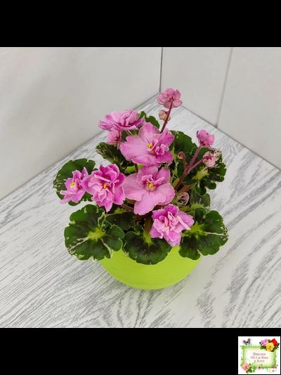 Snuggles Little Girl (S. Sorano) (пестролистный гёрл)