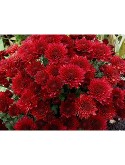Хризантема мультифлора Branhill red