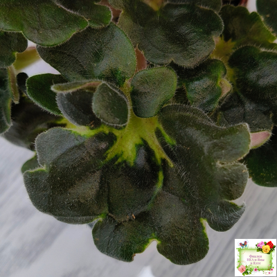 АВ-Шиповник (Фиалковод) 2021 г. (лист посажен 26.01.26)