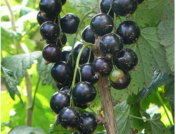 Смородина черная Селеченская II, C3