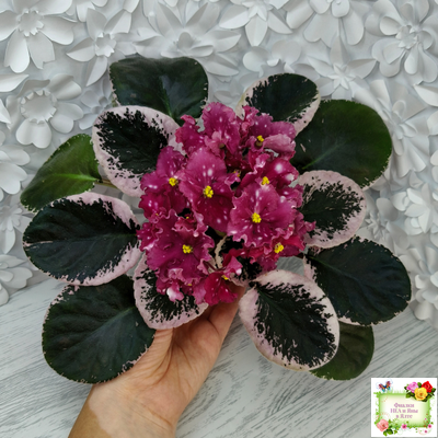 Rivermist Zeeva (J. Baker) (лист с детками укоренённый)