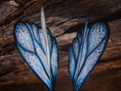 "Тайны небесных сфер", серьги с шёлковыми крылышками