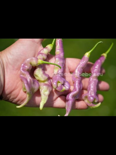 Перец острый Aji Confusion (Ахи Конфуз), 10 шт