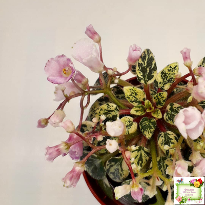 Precious Pixie (S.Sorano)