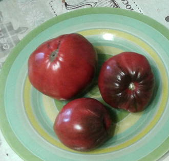 Семена томата Тундра