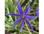 Camassia leichtlinii Maybelle