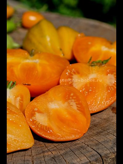 Томат Золотые Огни Алатау, 10 шт