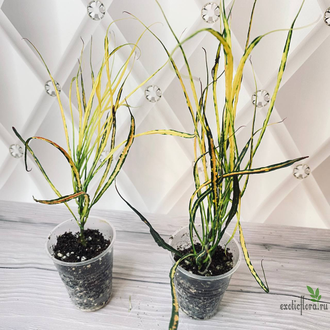 Кротон ‘ Кисть Пикассо’ / Codiaeum variegatum Picasso’s Paintbrush