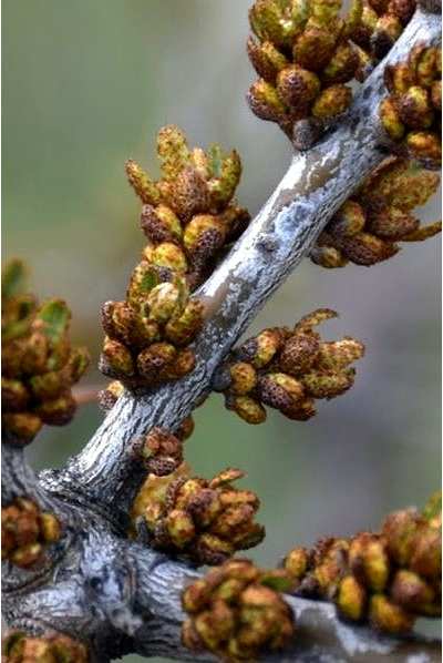 Облепиха  Алей (мужской)