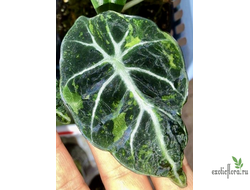 Аlocasia Black Velvet variegata / Алоказия Блек вельвет вариегатная