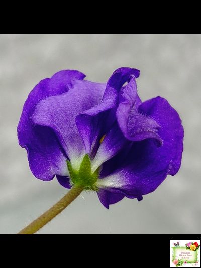 LV-Дудочка и Кувшинчик (Л. Шевелева) 2025 г. трейлер (детка сорт)