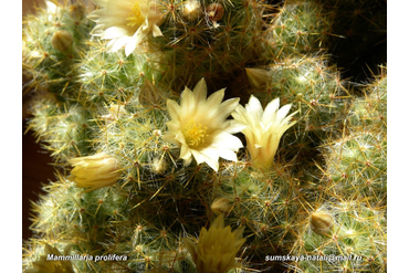 Mammillaria prolifera 