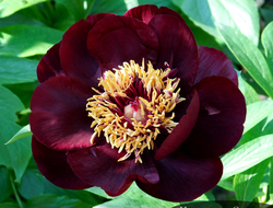 Пион Chocolate Soldier (шоколадный солдат)