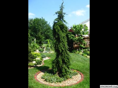 Ель сербская Пендула