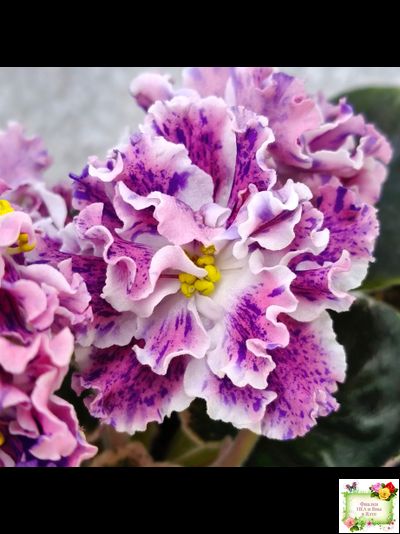 ТФ-Confetti (Т. Фурлетова) 2024 г. (лист с детками посажен 13.07.25)