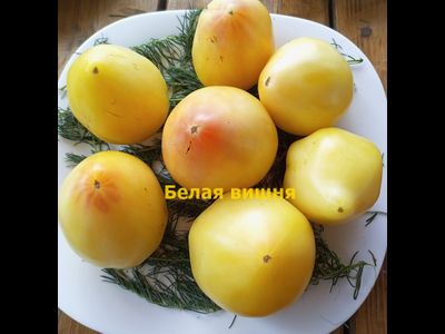 Томат Белая вишня