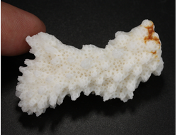 Коралл белый, коллекционный образец, Китай (48*24*15 мм, 11 г) №37696