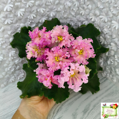 ЕК-Линжери (Е. Коршунова) 2021 г.