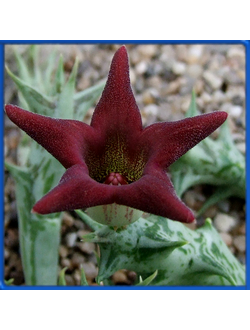 Orbea deflersiana ES 14964