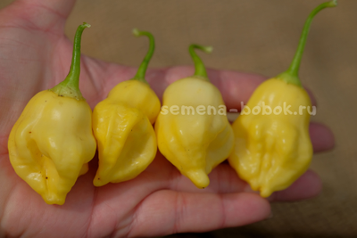 Перец острый Aji Fantasy, 10 шт