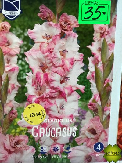ГЛАДИОЛУС CAUCASUS 1 шт